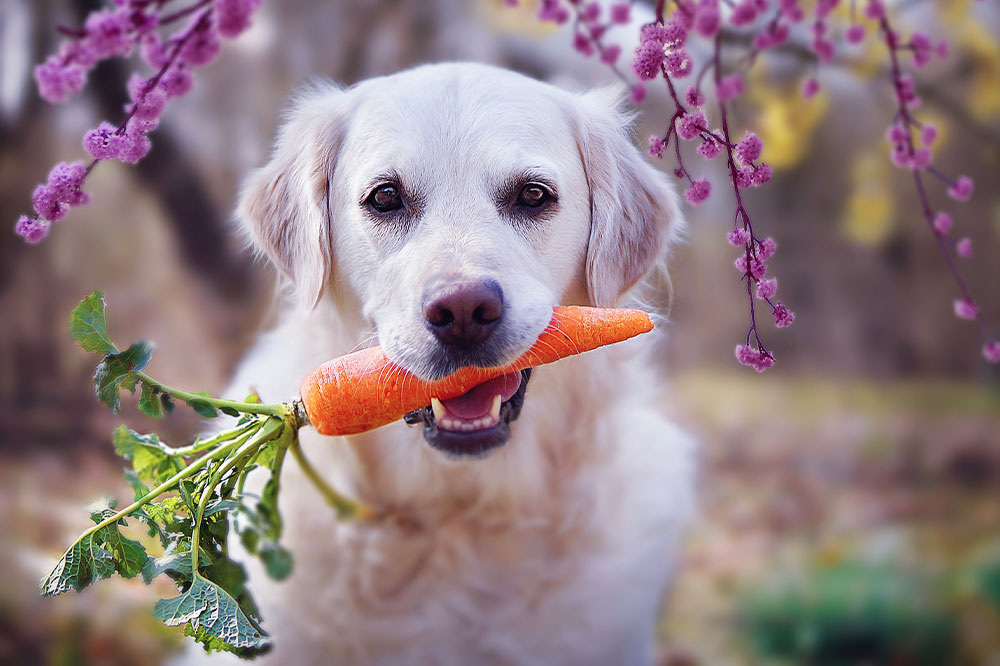 7 human foods that dogs can safely relish