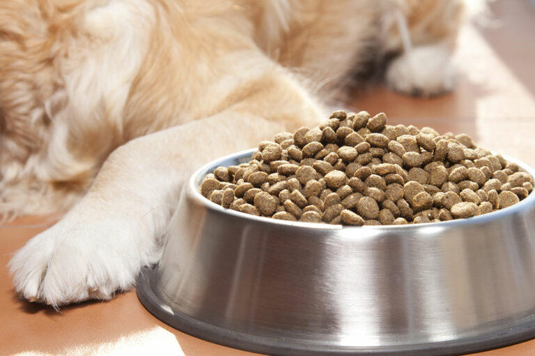 10 Dog Food Deals to Expect During Black Friday 2023