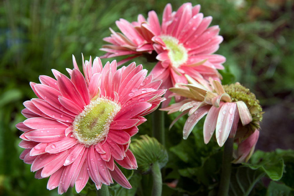 Birth month flowers and their meaning