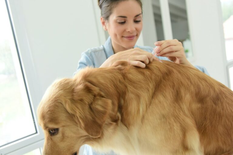 Home remedies for dog allergies