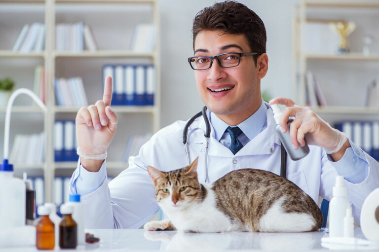 4 warning signs of UTI in cats and effective remedies